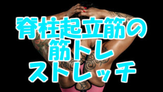 脊柱起立筋の筋トレ
